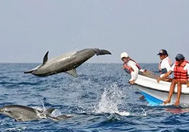 Dolphin panjim church things to do